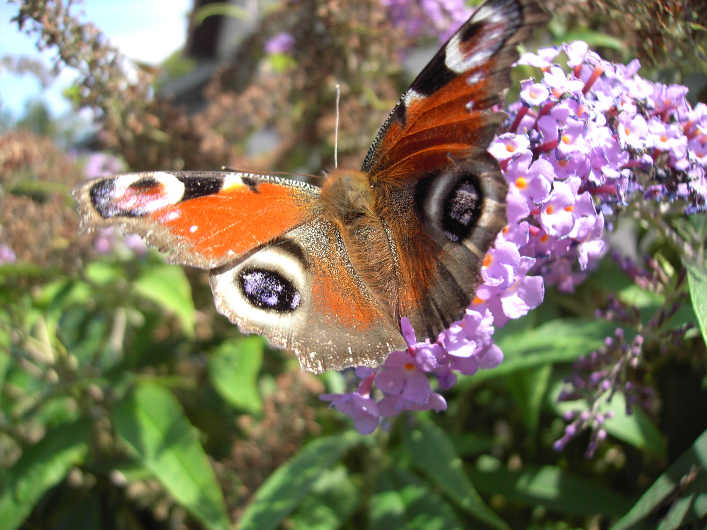 Buddleia