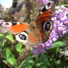 Buddleia