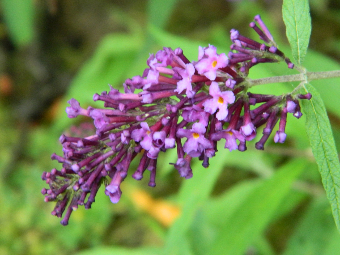 Buddleia