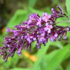 Buddleia