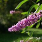 Buddleia de David