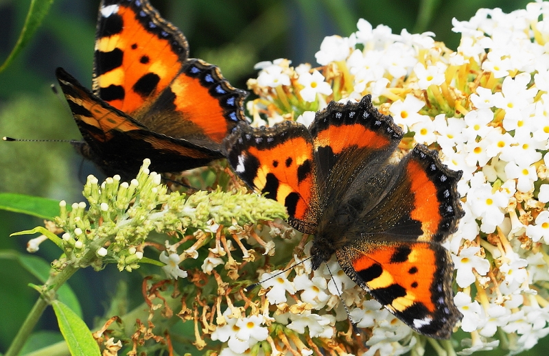 Buddleia et papillons