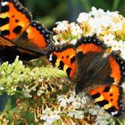 Buddleia et papillons