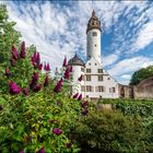 Buddleia vor dem Schloss