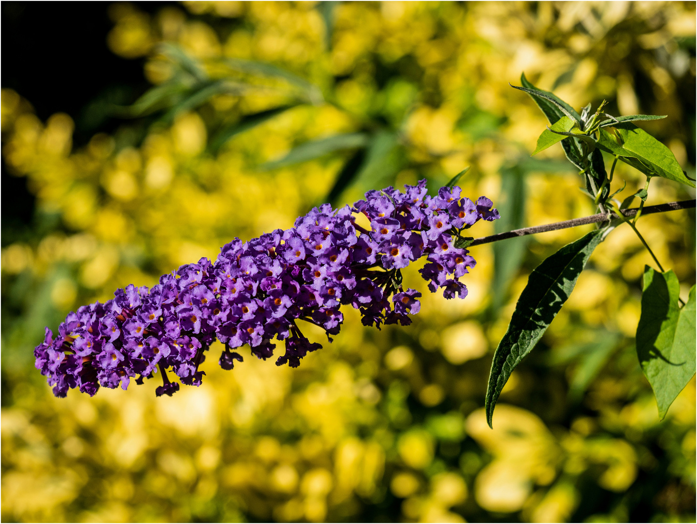 Buddleja davidii