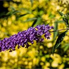 Buddleja davidii