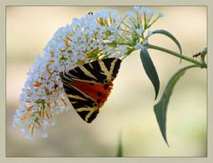 Buddleja mit Besuchern