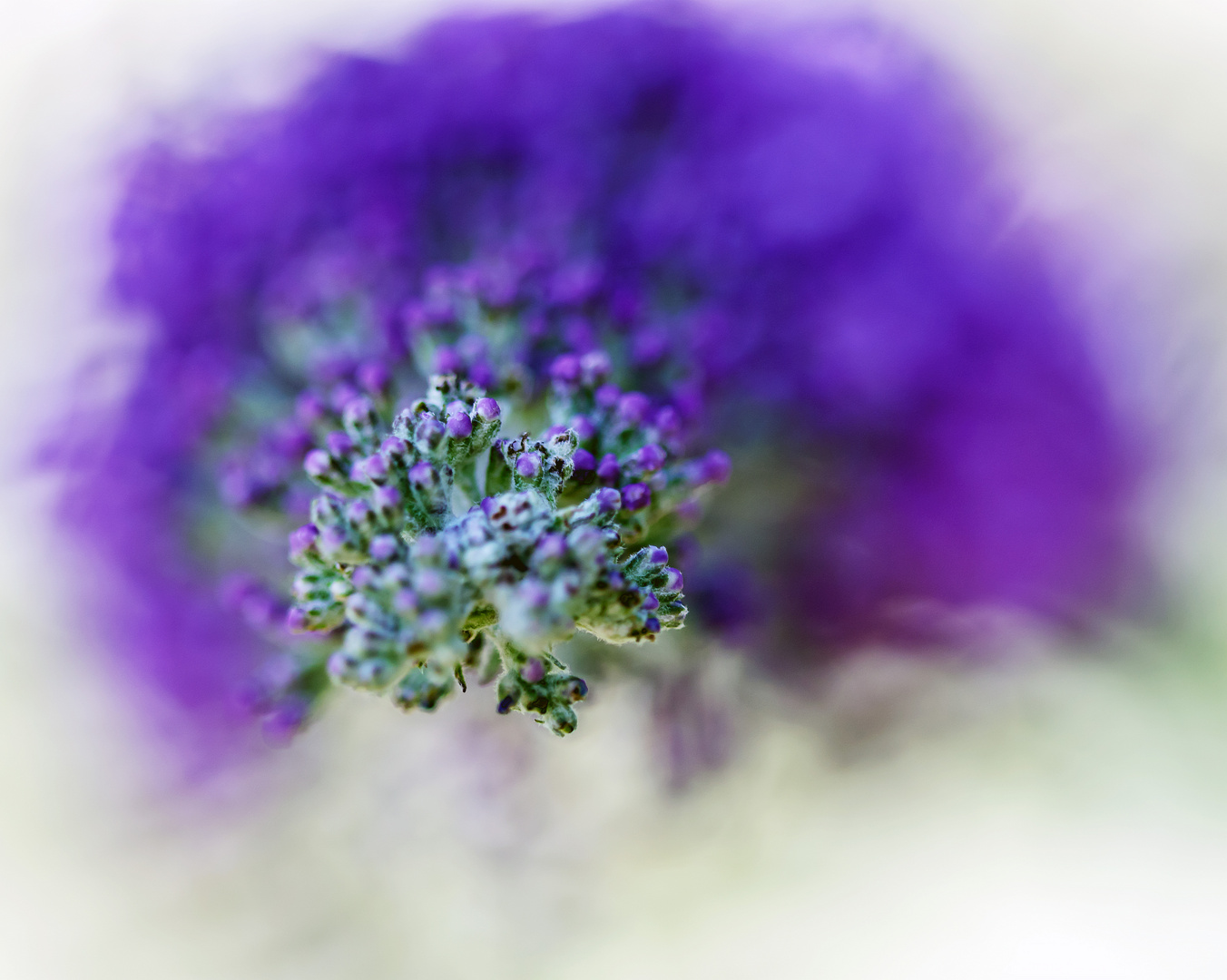 Buddleja (Sommerflieder, SchmetterlingsfliederI in der Blüte