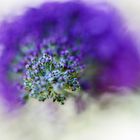 Buddleja (Sommerflieder, SchmetterlingsfliederI in der Blüte