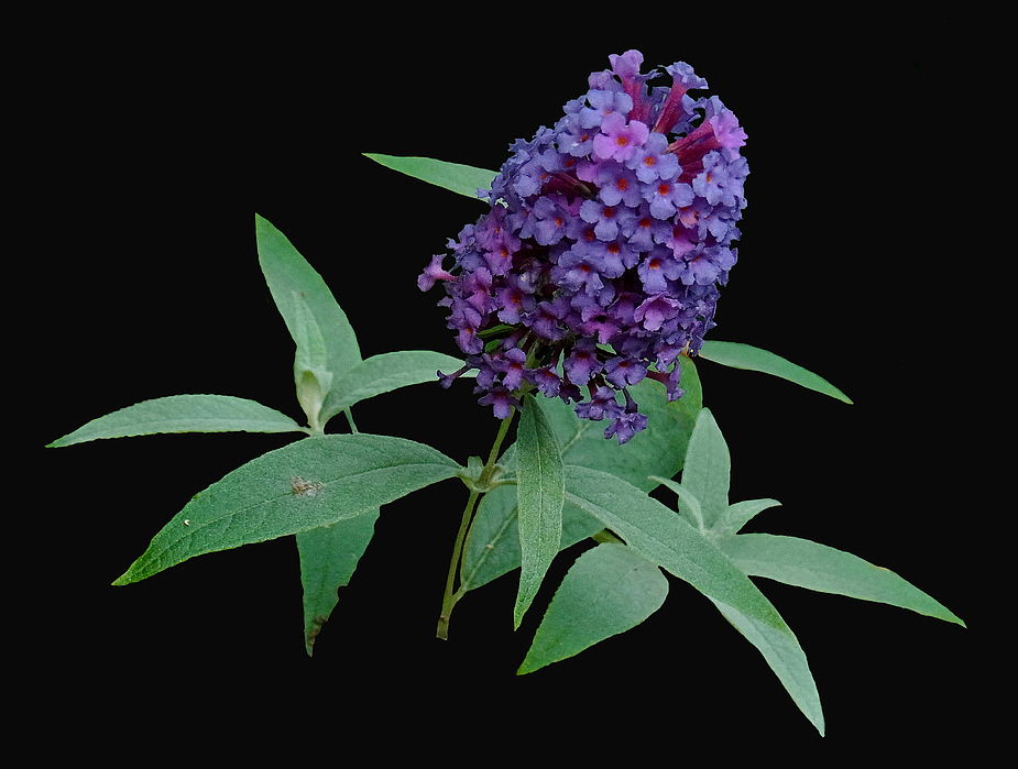 buddleya