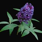 buddleya