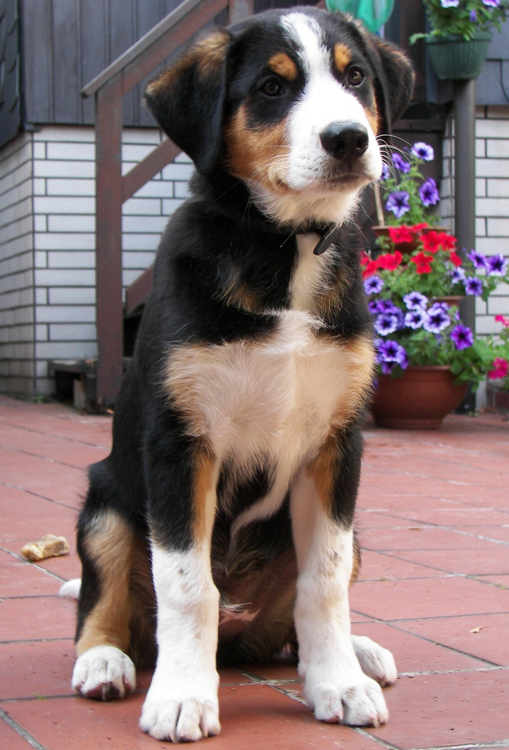 Buddy Foto & Bild tiere, tierkinder, buddy und don Bilder auf