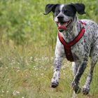 Buddy am Baggersee