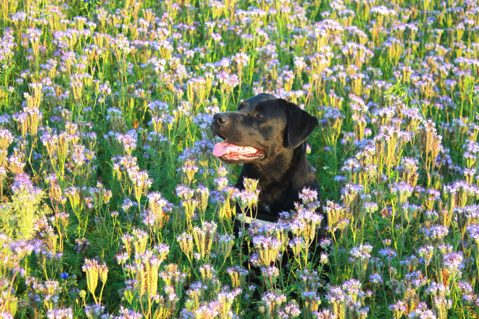 Buddy badet in Phacelia