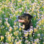 Buddy badet in Phacelia