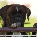 Buddy der Große