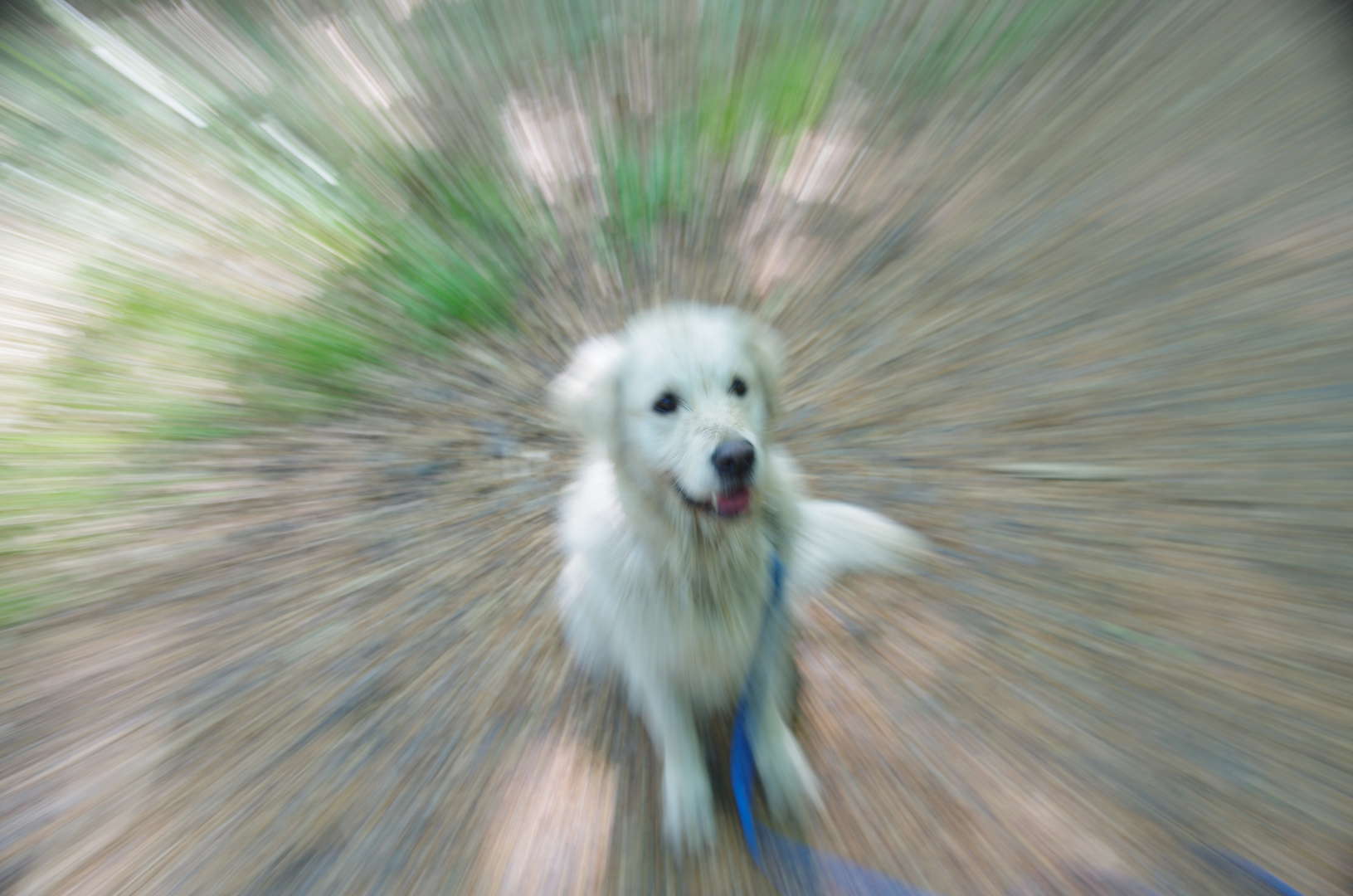 Buddy, der Hund meiner Schwester 