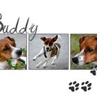 °°°°Buddy°°°°