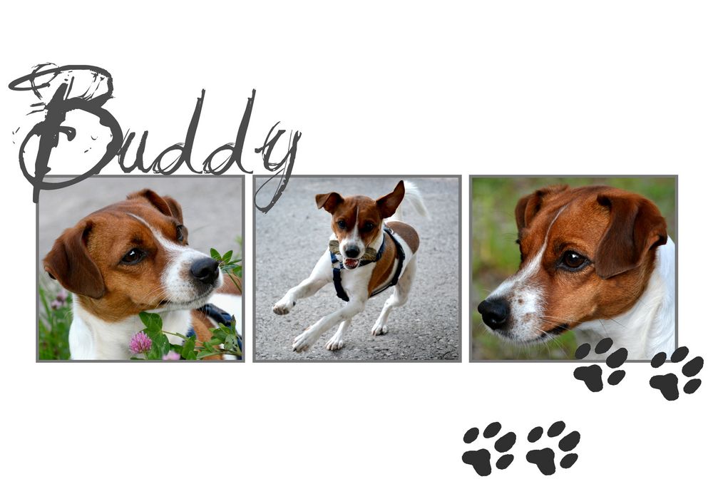 °°°°Buddy°°°°