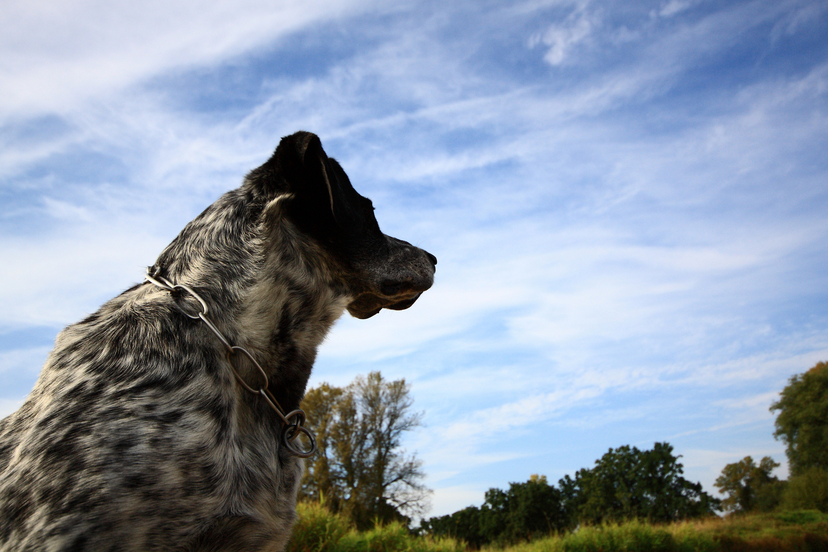 Buddy-guck-in-die-Luft