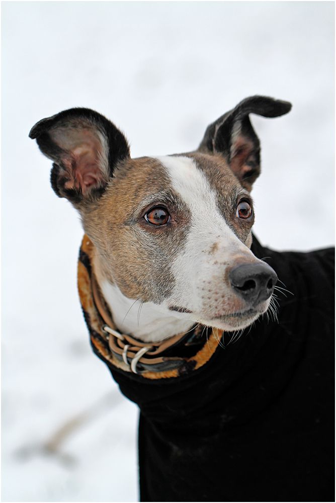 Buddy guckt, wo ist der Schnee?