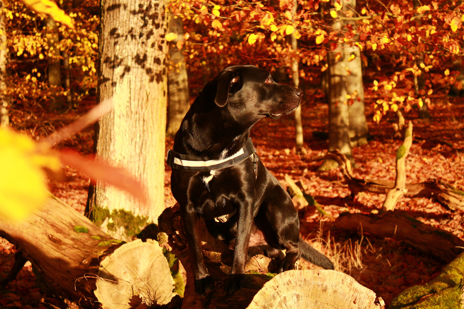 Buddy im Herbstwald