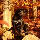 Buddy im Herbstwald