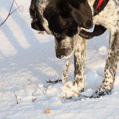 Buddy im Schnee