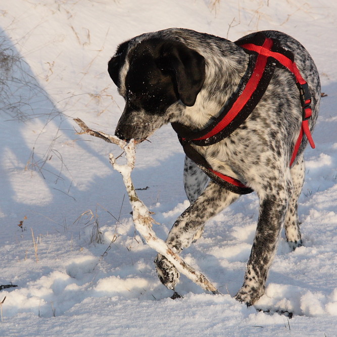 Buddy im Schnee II