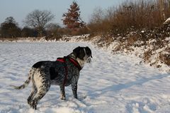 Buddy im Schnee III