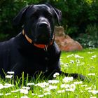 Buddy in the Gänseblümchen