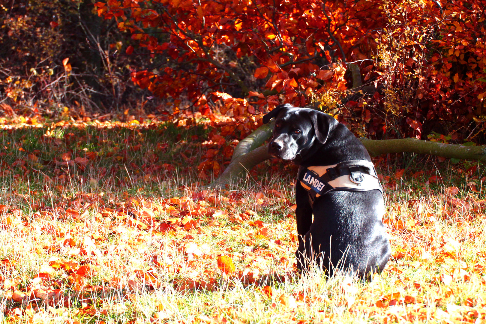 Buddy in the Herbst