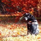 Buddy in the Herbst