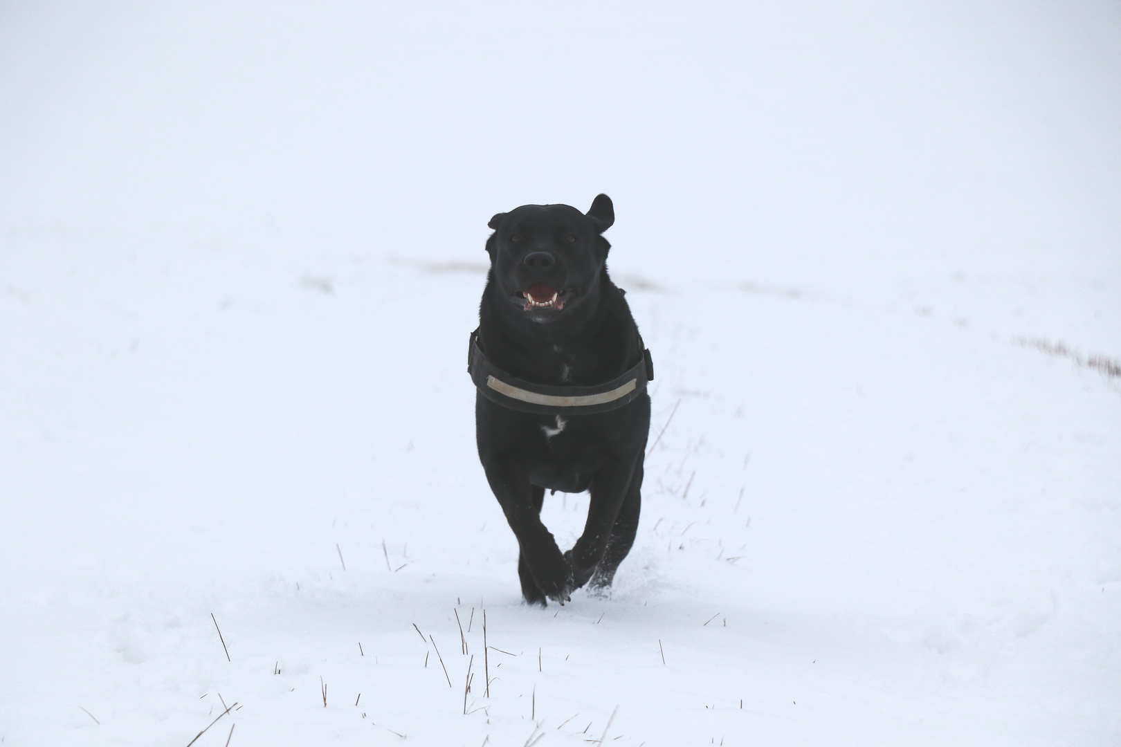 Buddy legt sich in´s Geschirr