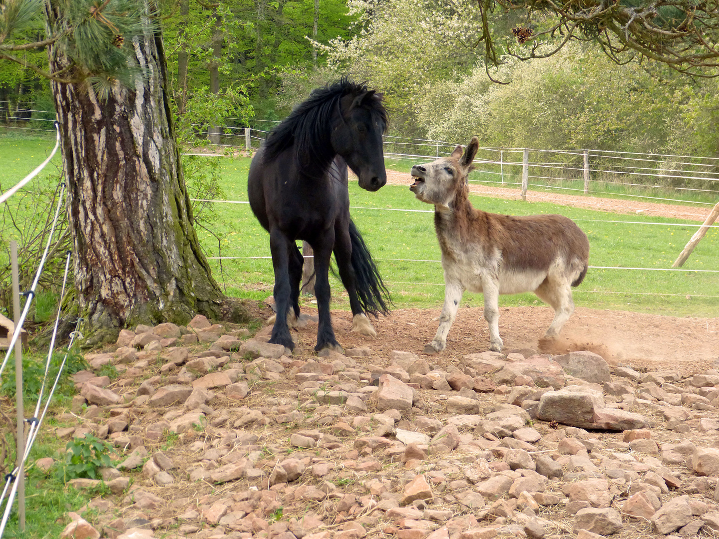 Buddy und Don