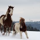 Buddy und HUgo