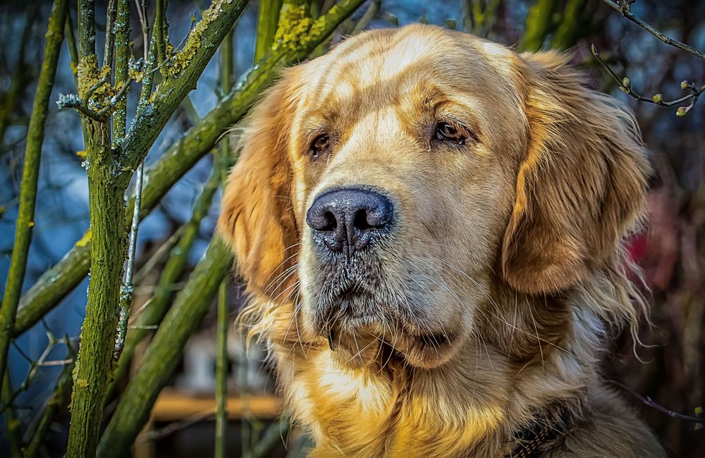 Buddy - unser Nachbar