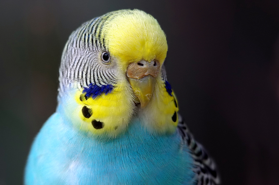 BUDGIE