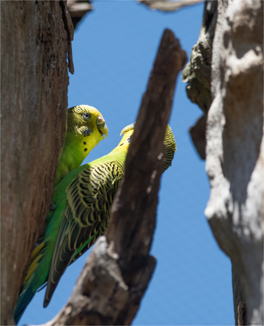 Budgies in a eucalyptus tree