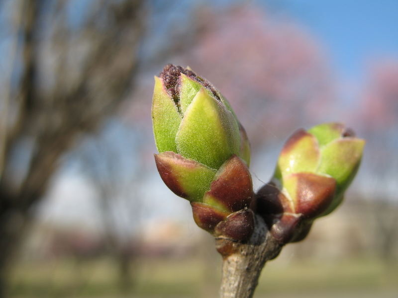 Buds