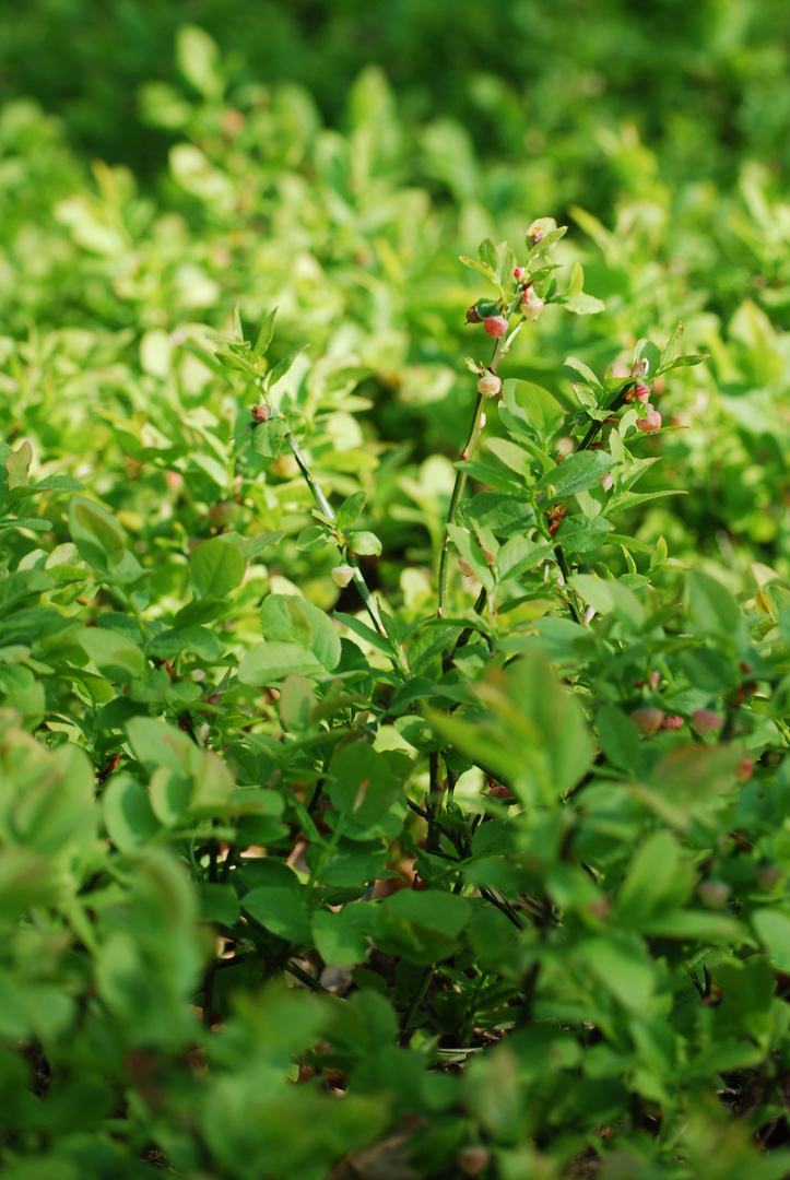 Buds in spring