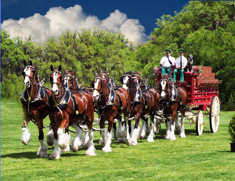 Budweiser Clydesdales