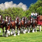 Budweiser Clydesdales