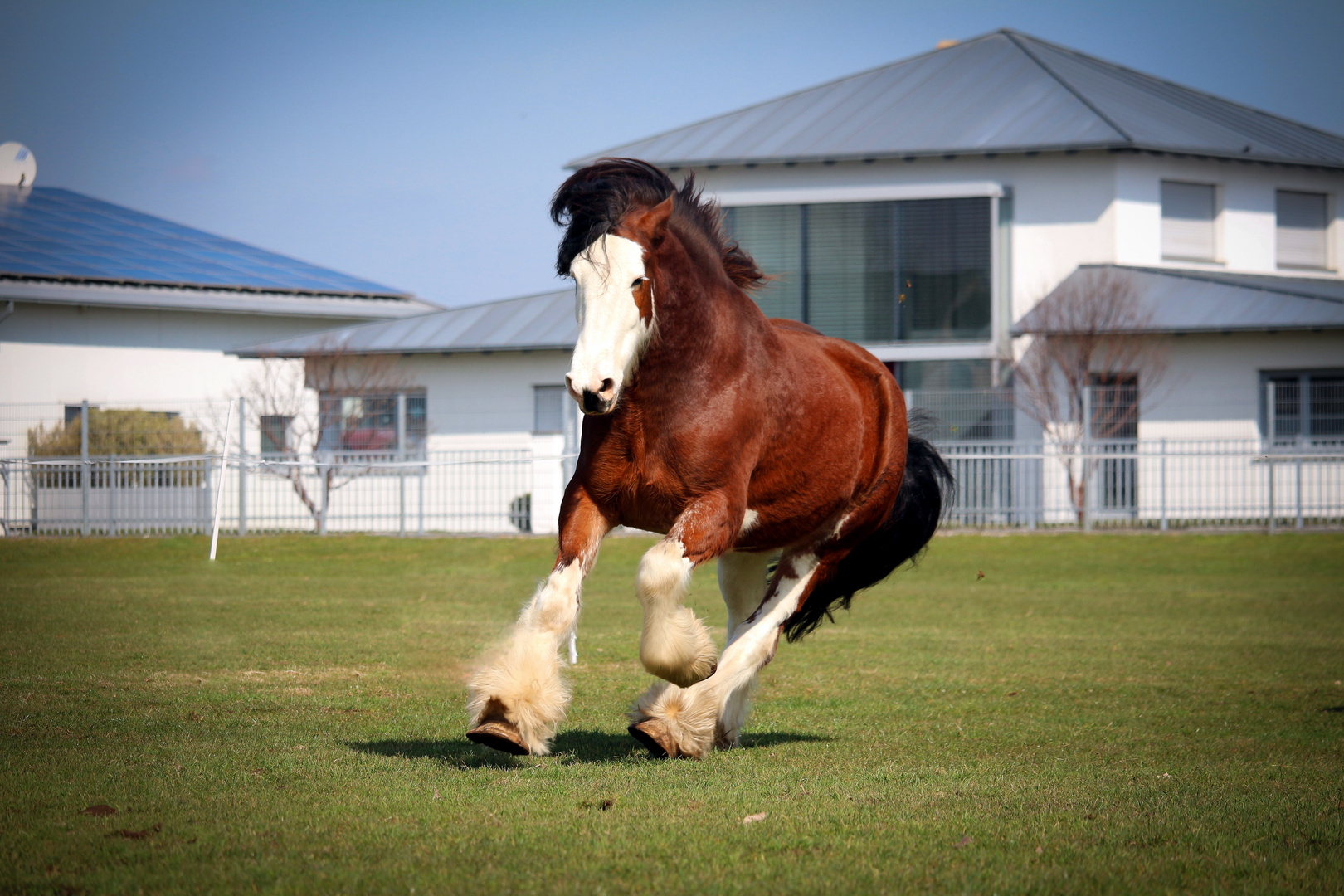 "Budweiser" Clydesdales 