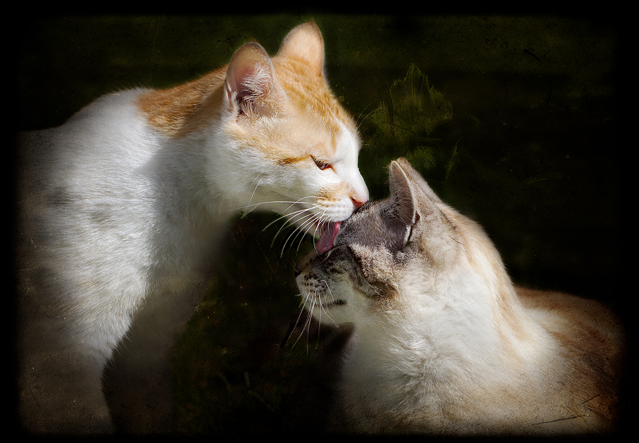 Budy et Fripouille .