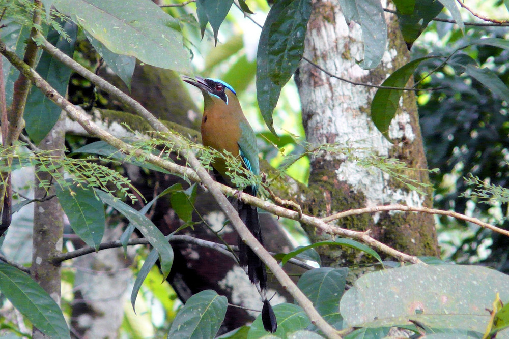 Bue-crowned Motmot II