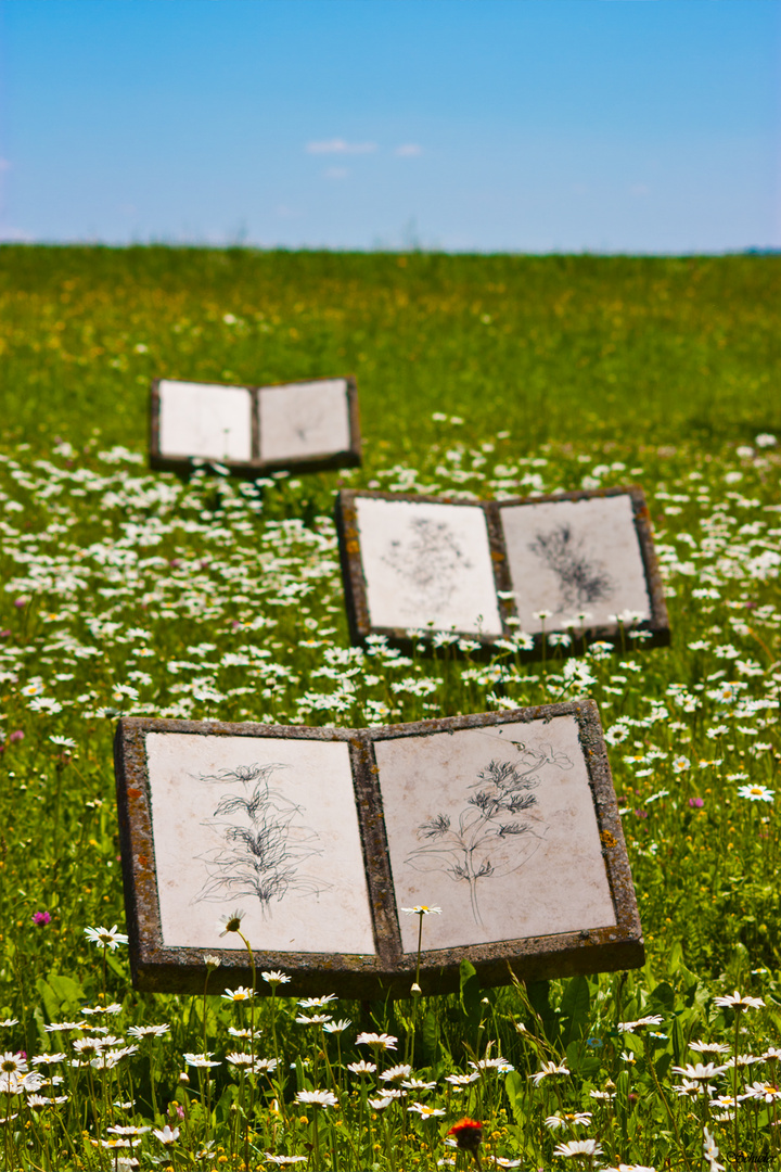 Bücher in Blumenwiese