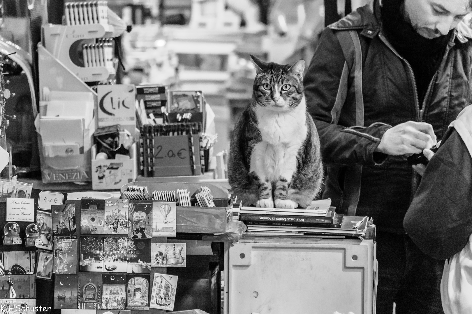 Bücher Katze