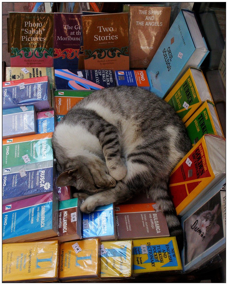 Bücherkatze