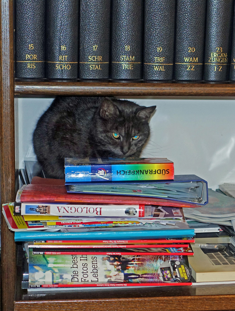 bücherkatze